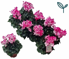 Cyclamen Super Serie Fusion Midi 10Ø 25cm