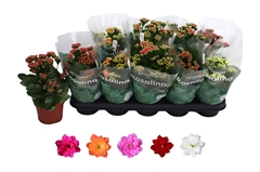 Kalanchoe Double Rosaline Mix 12Ø 27cm