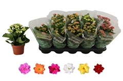 Kalanchoe Double Rosaline Mix 12Ø 27cm