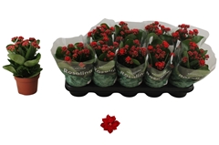 Kalanchoe Double Rosalina Don Justino 12Ø 27cm