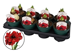 Hippeastrum Amorita Danu 14Ø 20cm