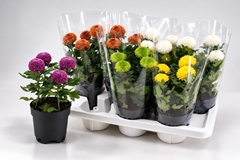 Chrysanth Flowerpops Mix 14Ø 32cm