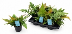 Dryopteris Erythrosora 14Ø 25cm