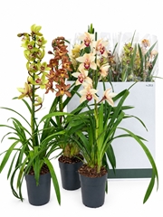 Cymbidium Mixed 14Ø 85cm 1st