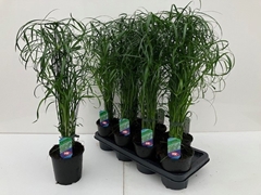 Cyperus Alternifolius 14Ø 65cm