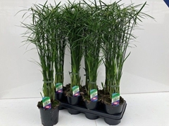 Cyperus Gracilis 14Ø 75cm