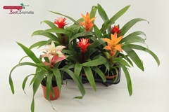 Guzmania Mix 12Ø 35cm
