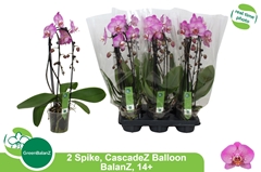 Phalaenopsis Cascade 12Ø 55cm 2st