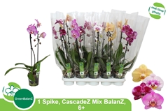 Phalaenopsis Cascade 12Ø 50cm 1st