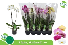 Phalaenopsis Mix 5 Colours 12Ø 55cm 2st