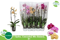 Phalaenopsis Cascade 12Ø 55cm 1st