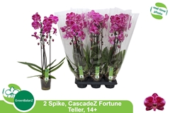 Phalaenopsis Cascade 12Ø 55cm 2st