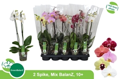 Phalaenopsis Mix 5 Colours 12Ø 55cm 2st