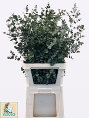 Eucalyptus Gunnii Azura 100cm
