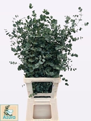 Eucalyptus Gunnii Azura 85cm