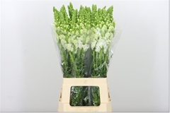 Antirrhinum Potomac White 70cm