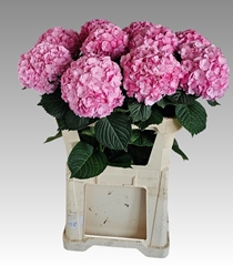 Hydrangea Adora 80cm 17-19cm Hd