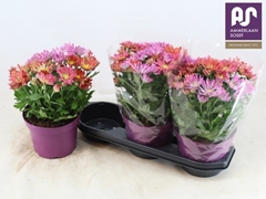 Chrysanth Sollinea 19Ø 37cm