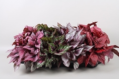 Begonia Leaf Beleaf Mix 12Ø 22cm