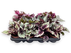 Begonia Leaf Beleaf Mix 9Ø 12cm