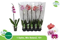 Phalaenopsis Mix 12Ø 75cm 1st