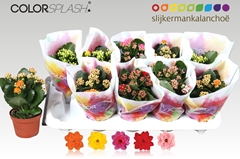 Kalanchoe Double Mix 10Ø 20cm