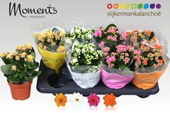 Kalanchoe Double Mix 12Ø 24cm