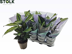 Calathea Beautystar 14Ø 45cm
