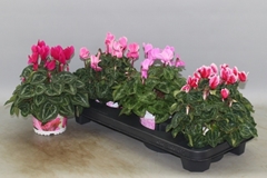 Cyclamen Super Serie Xl 13Ø 30cm