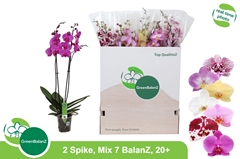 Phalaenopsis Mix 7 Colours 12Ø 75cm 2st