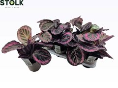 Calathea Surprisestar 14Ø 45cm
