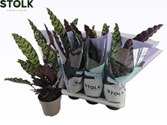 Calathea Lancifolia 14Ø 45cm