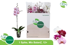 Phalaenopsis Mix 12Ø 75cm 1st