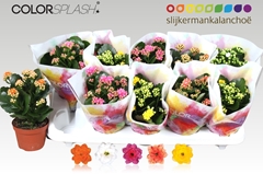 Kalanchoe Double Mix 10Ø 20cm