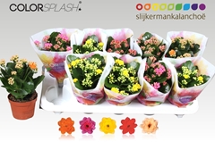 Kalanchoe Double Mix 10Ø 20cm