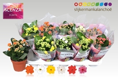 Kalanchoe Double Mix 12Ø 21cm