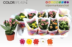 Kalanchoe Double Mix 10Ø 20cm