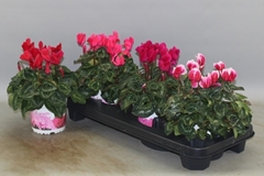 Cyclamen Super Serie Xl 13Ø 30cm