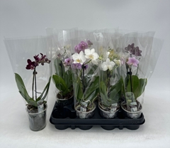 Phalaenopsis Mix 9Ø 26cm 1st