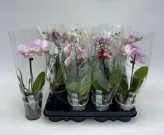 Phalaenopsis Mix 9Ø 30cm 1st
