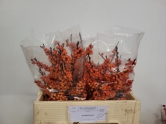 Ilex Verticillata Magical Daydream 50cm