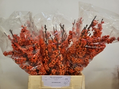 Ilex Verticillata Magical Daydream 40cm
