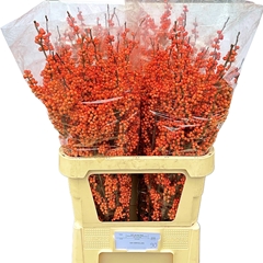 Ilex Verticillata Magical Daydream 90cm