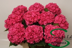 Hydrangea Glowing Alps 60cm 16-18cm Hd
