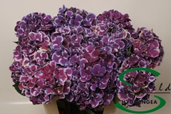Hydrangea Red Harlequin Blue 60cm 16-18cm Hd