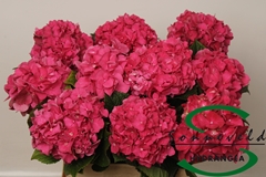Hydrangea Glowing Alps 60cm 12-14cm Hd
