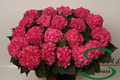Hydrangea Glowing Alps 60cm 6-8cm Hd