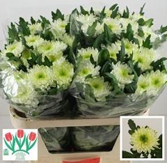 Chrysanth Single Zembla Lime 70cm 90gr.