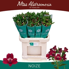Alstroemeria Noize 70cm 40gr.