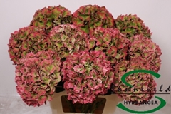 Hydrangea Rodeo Red Classic 60cm 19-21cm Hd